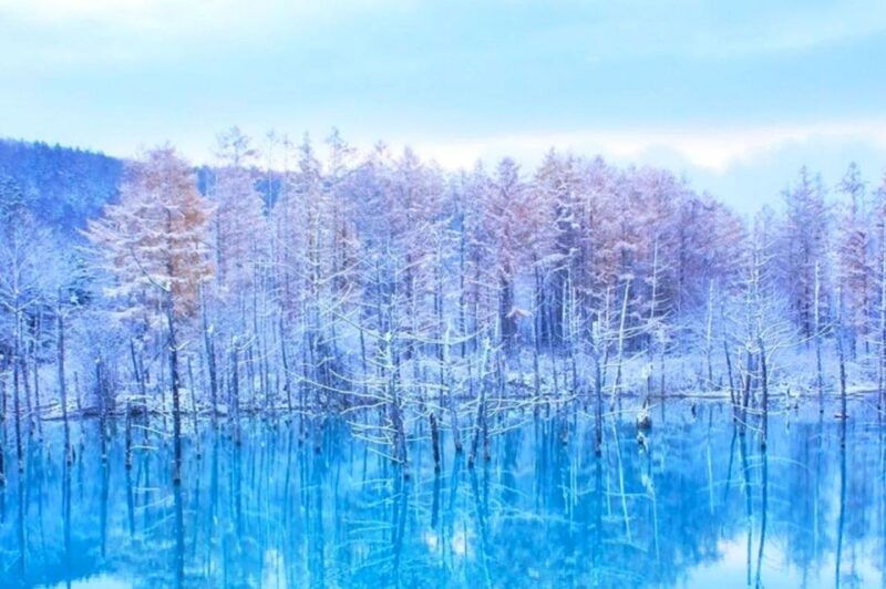 hokkaido-asahiyama-zoo-furano-and-ningle-terrace-tour