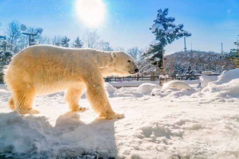 hokkaido-asahiyama-zoo-furano-and-ningle-terrace-tour