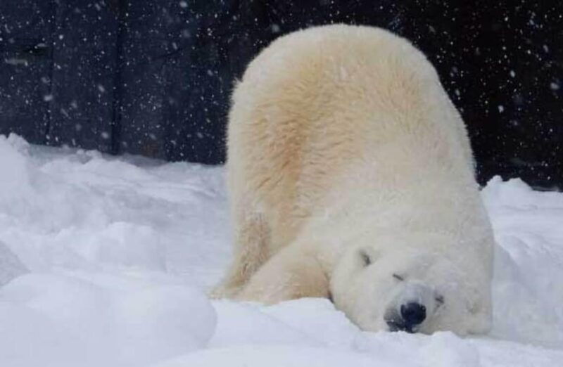 hokkaido-asahiyama-zoo-icebreaker-garinko-go-sunset-tour