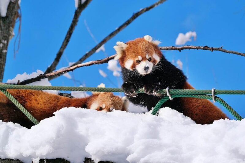 hokkaido-asahiyama-zoo-icebreaker-garinko-go-sunset-tour