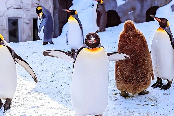 Hokkaido Asahiyama Zoo Ningle Terrace Day trip - Key Points