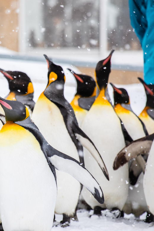 hokkaido-asahiyama-zoo-shikisai-no-oka-ningle-terrace-tour