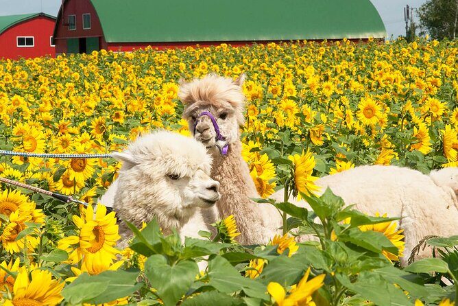 Hokkaido Biei Blue Pond Furano Flower Farm Ningle Terrace Trip - An In-Depth Look at the Hokkaido Biei Blue Pond Furano Flower Farm Ningle Terrace Trip