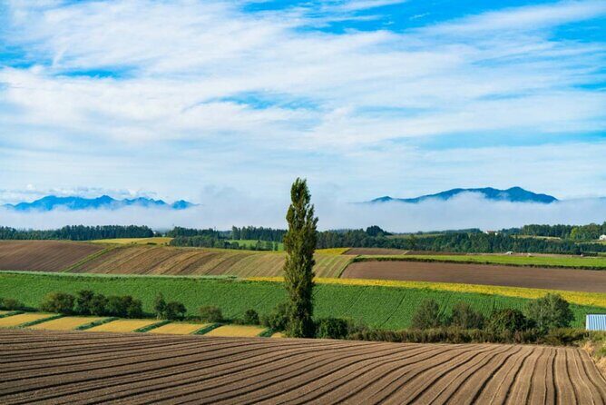 Hokkaido Day Tour Farm Tomita, Blue Pond, Blue Pond and Buffet - Authentic Insights from Past Travelers