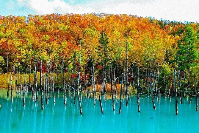 Hokkaido Day Trip From Sapporo, Asahiyama Zoo to Ningle Terrace - Key Points