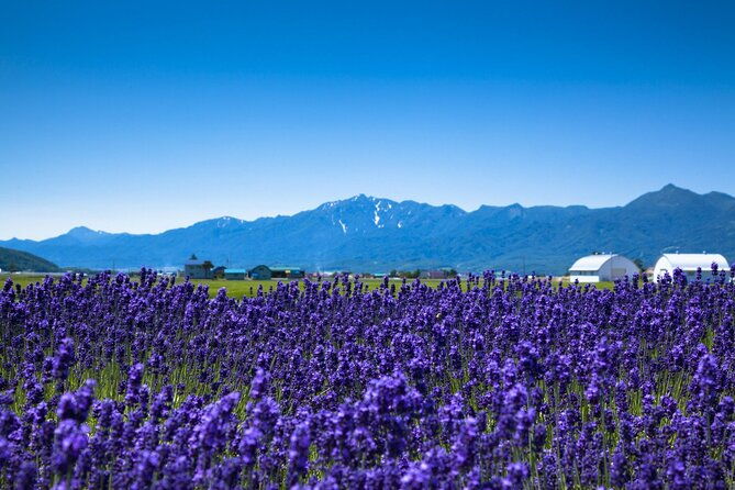 hokkaido-day-trip-from-sapporo-biei-aoike-furano-sea-of-flowers