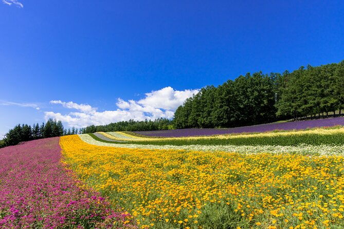 hokkaido-day-trip-from-sapporo-biei-aoike-furano-sea-of-flowers