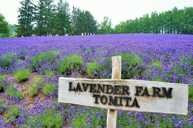 hokkaido-day-trip-from-sapporo-biei-aoike-furano-sea-of-flowers