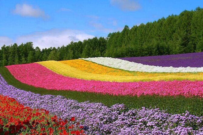 Hokkaido Farm Tomita Shikisai Hill Waterfall& Blue Pond Day Tour - Overall Value and Who Should Consider This Tour