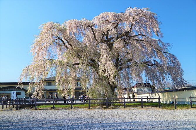 hokkaido-hakodate-cherry-blossom-2d1n-bus-tour-from-sapporo