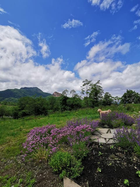 hokkaido-nature-and-gourmet-experience-near-lake-toya