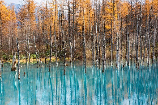 Hokkaido Tour, Asahiyama Zoo, Christmas Tree and Biei Green Pond - Practical Details Worth Noting