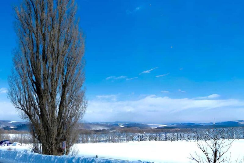 Hokkaido Tour: Snowy Landscapes & Polar Animals & Waterfalls - Final Thoughts