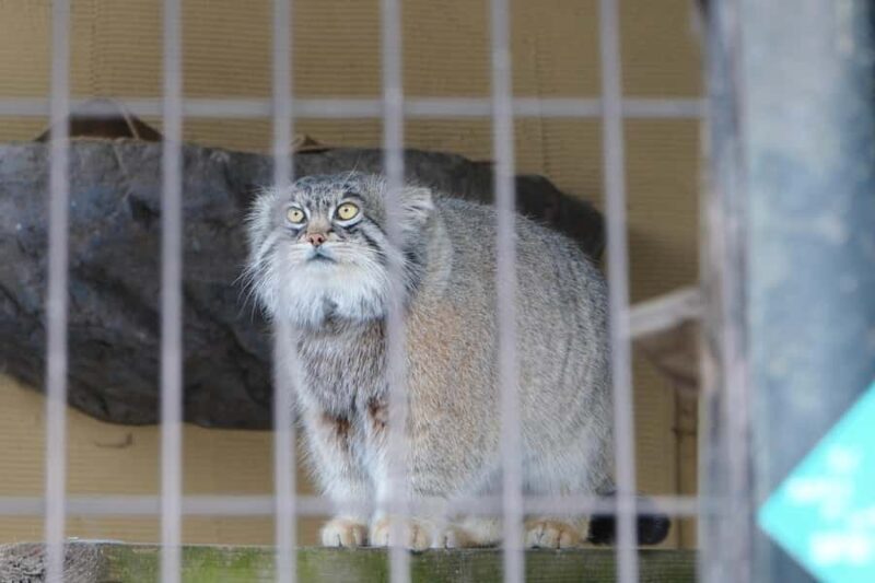 Hokkaido TourAsahiyama Zoo &Biei Waterfalls &Ningle Terrace - Key Points