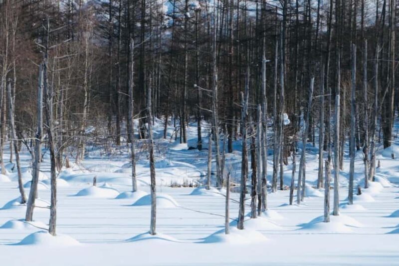 Hokkaido TourAsahiyama Zoo &Biei Waterfalls &Ningle Terrace - Frequently Asked Questions