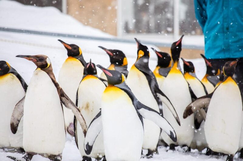 hokkaido-winter-asahiyama-zoo-enchanting-blue-pond-day-tour