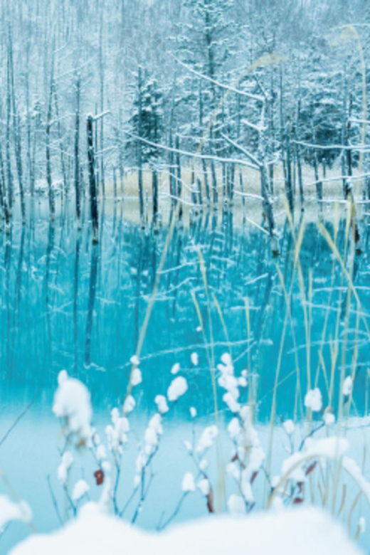 hokkaido-winter-asahiyama-zoo-enchanting-blue-pond-day-tour