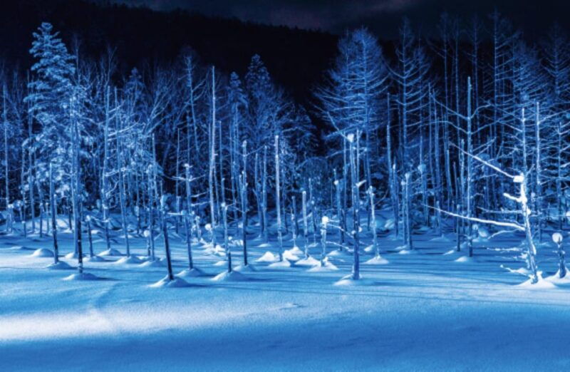hokkaido-winter-asahiyama-zoo-enchanting-blue-pond-day-tour