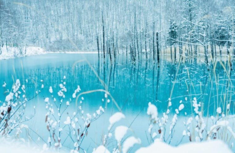 hokkaido-winter-asahiyama-zoo-enchanting-blue-pond-day-tour