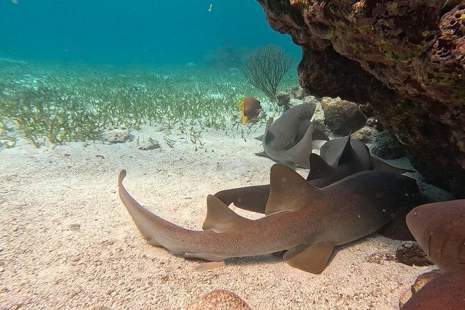 hol-chan-shark-ray-alley-and-caye-caulker-snorkeling-full-day