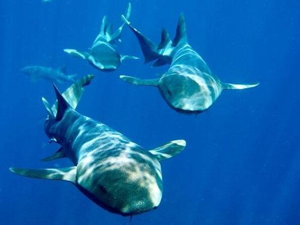 hol-chan-snorkel-tour-from-caye-caulker