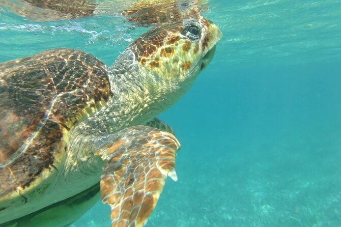 hol-chan-snorkel-tour-from-caye-caulker