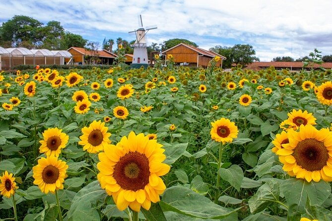 holambra-the-city-of-flowers