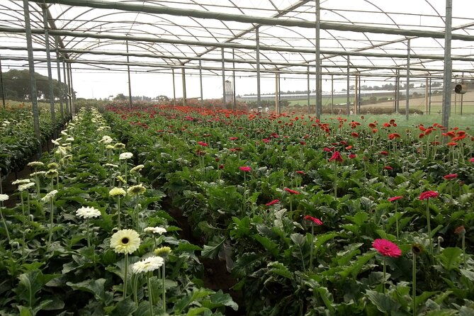 holambra-the-city-of-flowers