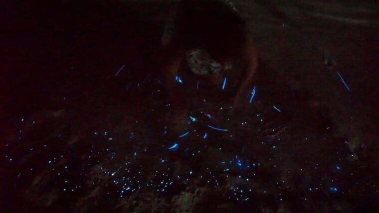 holbox-bioluminescence-in-kayak-and-sidereal-observation