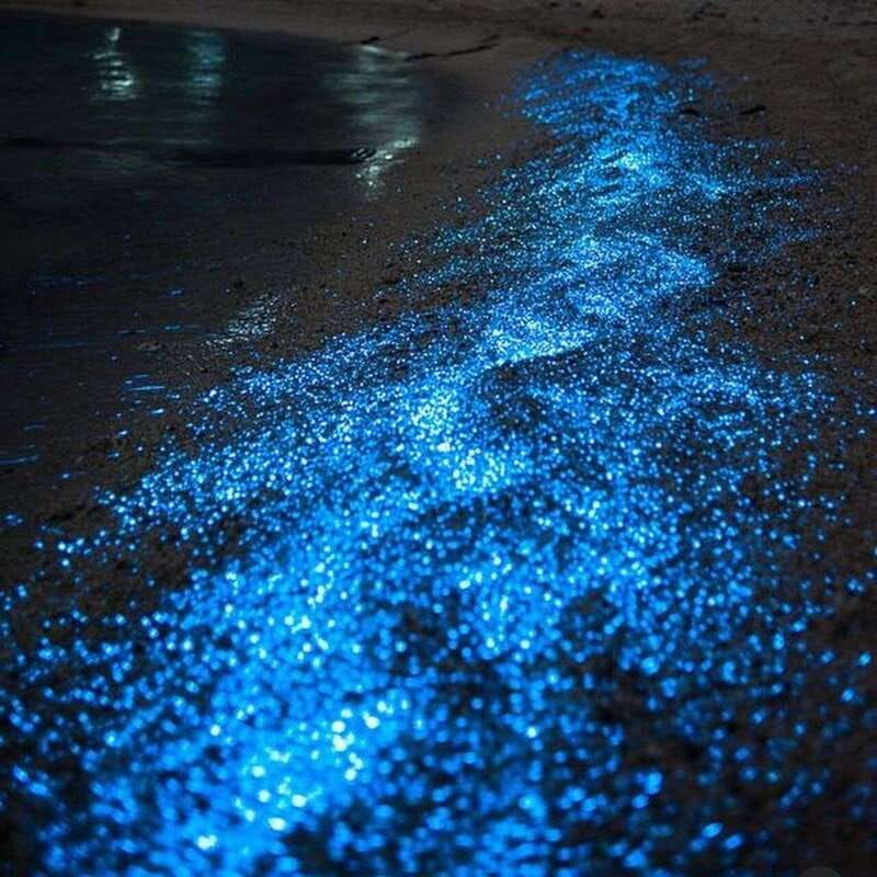 holbox-guided-bioluminescence-tour-with-pick-up