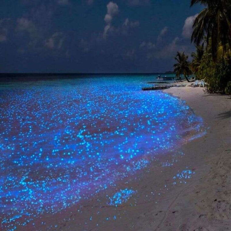 holbox-guided-bioluminescence-tour-with-pick-up