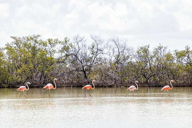 Holbox: Guided Horseback Ride on the Beach - FAQs