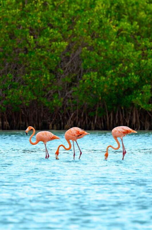 Holbox Island Adventure from Riviera Maya - Final Thoughts