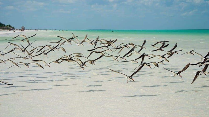 Holbox Island Tour: From Cancún & Playa del Carmen! - Key Points