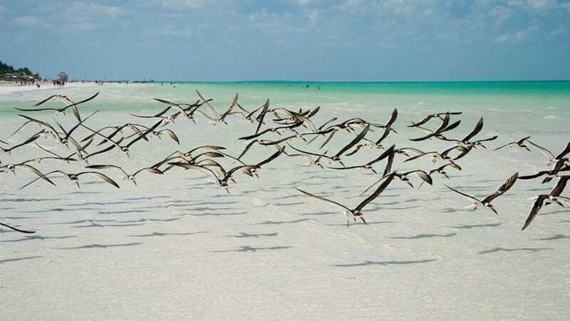 Holbox Island Tour: From Cancún & Playa del Carmen! - Who Is This Tour Best For?