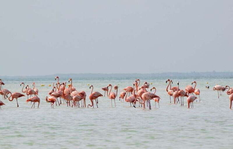 Holbox Island Tour: From Cancún & Playa del Carmen! - Final Thoughts