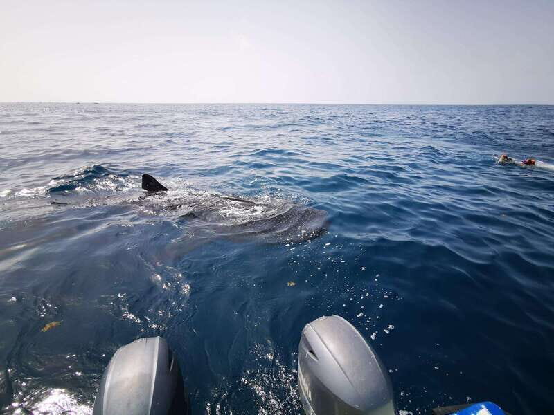 Holbox Island: Whale Shark Swim, All Inclusive - Key Points
