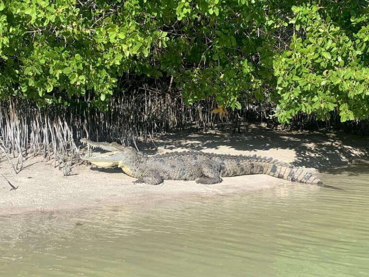 holbox-mangrove-sunset-kayak-tour