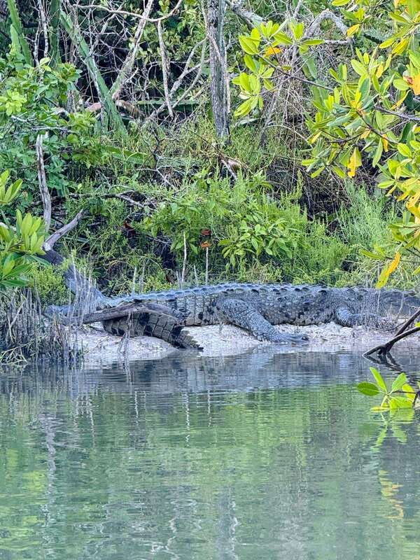 holbox-sunrise-mangrove-kayak-tour