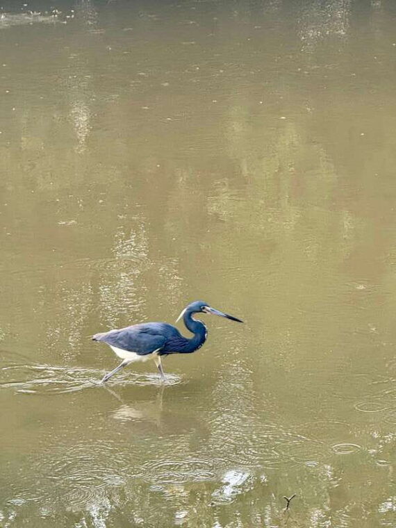 holbox-sunrise-mangrove-kayak-tour