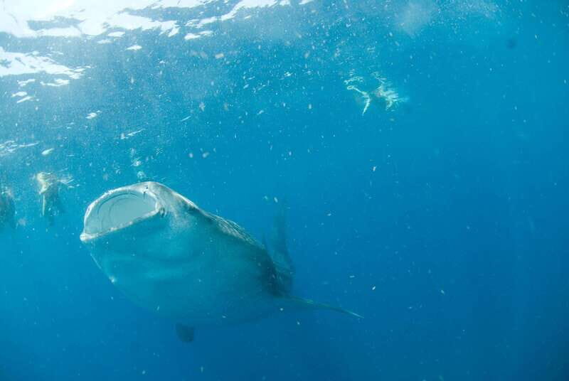 Holbox: Swimming with Wild Whale Sharks Boat Trip - Key Points