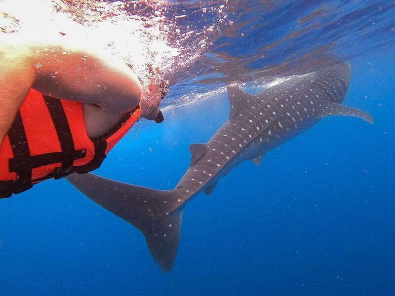 Holbox: Swimming with Wild Whale Sharks Boat Trip - The Authenticity and Expertise