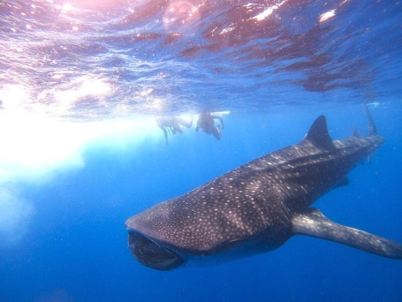 Holbox: Swimming with Wild Whale Sharks Boat Trip - Final Thoughts