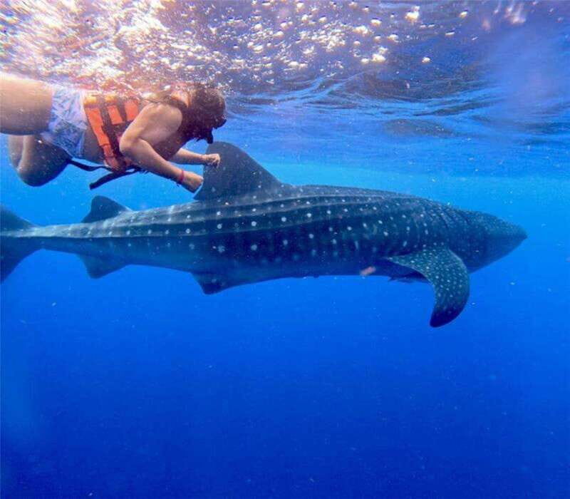 Holbox: Whale Shark and Catoche Island Tour with Snorkeling - What to Expect from the Tour