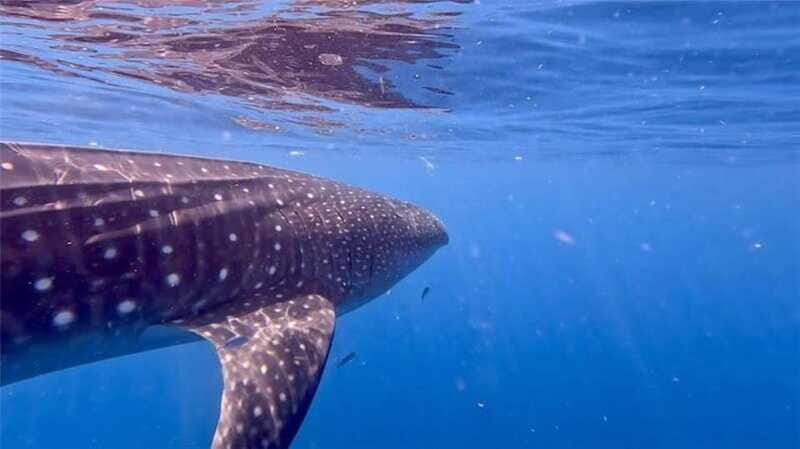 Holbox: Whale Shark and Catoche Island Tour with Snorkeling - FAQ