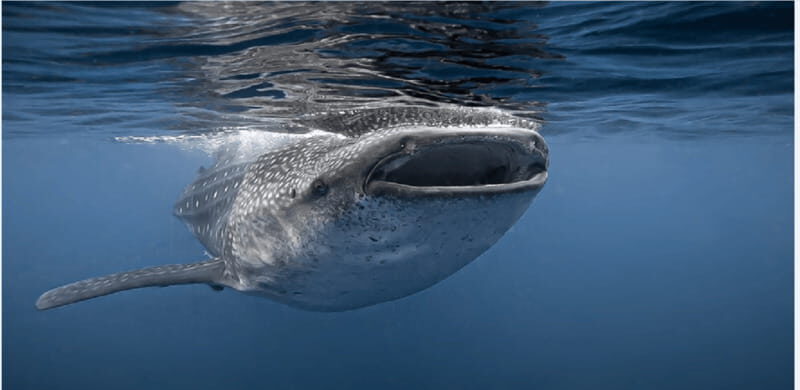 Holbox: Whale Shark Snorkeling Tour - Holbox: Whale Shark Snorkeling Tour – An Unforgettable Marine Adventure