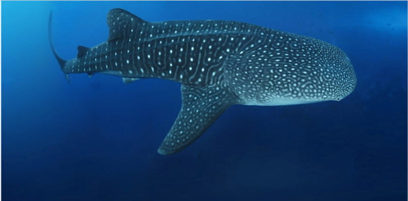 Holbox: Whale Shark Snorkeling Tour - Frequently Asked Questions
