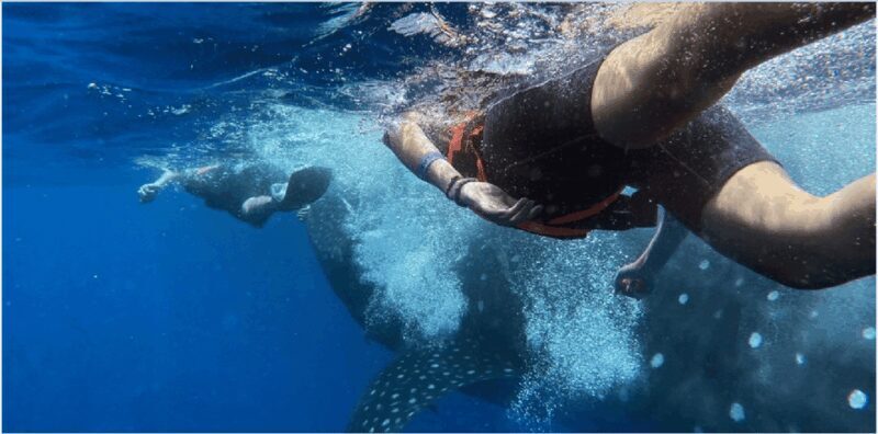 Holbox: Whale Shark Snorkeling Tour - Final Thoughts