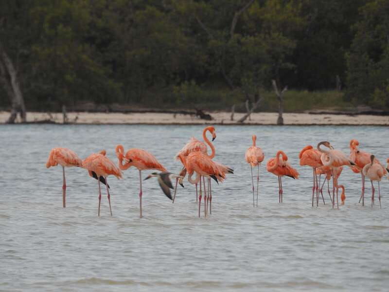 holbox-yalahau-passion-island-and-punta-mosquito-boat-tour