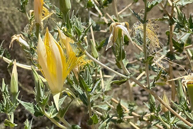 holy-biodiversity-batman-a-naturalists-batcaves-tour